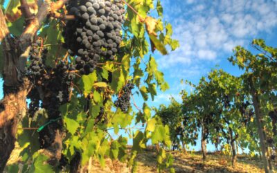 Wine tasting and tours of vineyards