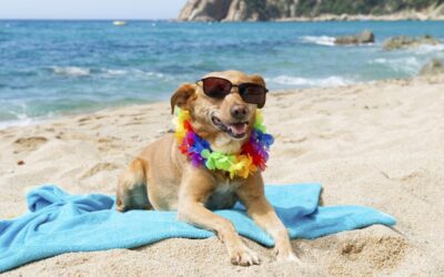 Holidays with pets in Emilia Romagna? Tips for pet-friendly beaches