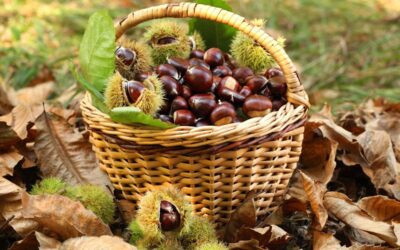 Around the woods harvesting chestnuts!