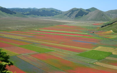 Flowering in Castelluccio di Norcia
