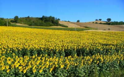 La città di Pergola e i Bronzi Dorati