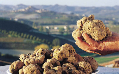 White Truffle Fair in Sant’Angelo in Vado