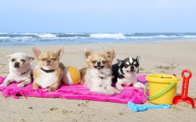 Vacanze con animali nelle Marche: dove andare?